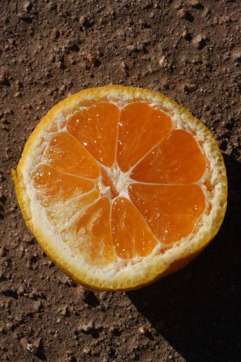            Fruit cross-section (Riverside, CA)   